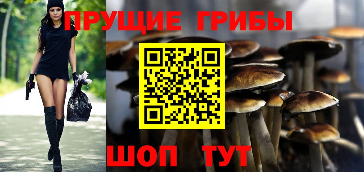 Новоалександровск  Псилоцибиновые грибы Psilocybe  Вход с VPN 